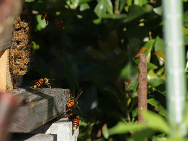 Frelons asiatiques attaquent des abeilles